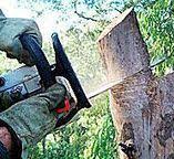 Reliable Bethesda, MD Tree Care Solutions