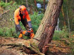 Best Storm Damage Tree Cleanup  in Bethesda, MD