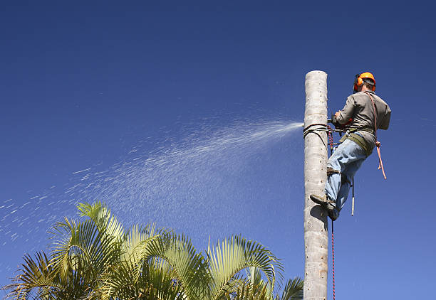 Best Fruit Tree Pruning  in Bethesda, MD