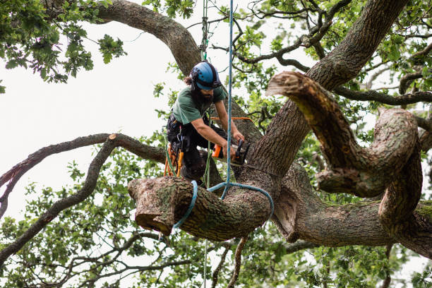Best Tree and Shrub Care  in Bethesda, MD