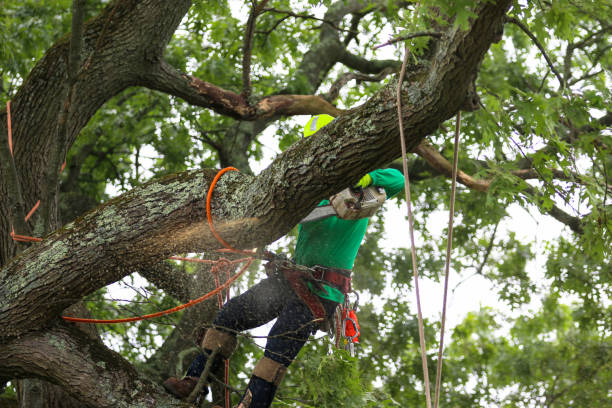 Best Tree Removal  in Bethesda, MD