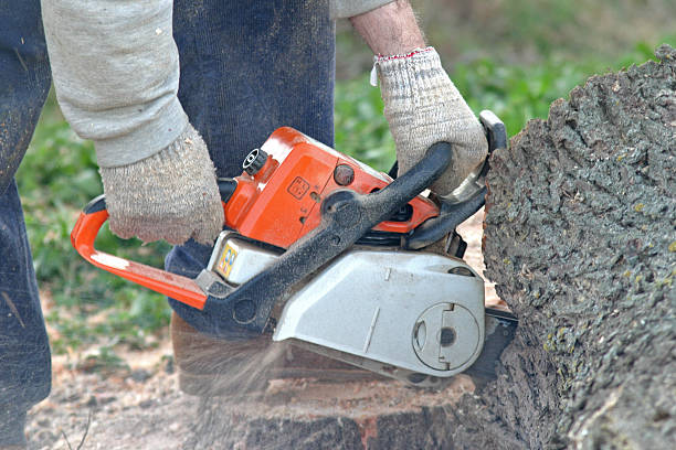 Best Hazardous Tree Removal  in Bethesda, MD