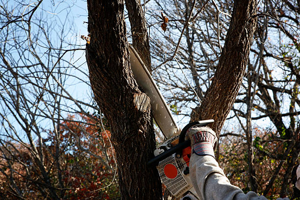 Best Tree Trimming and Pruning  in Bethesda, MD
