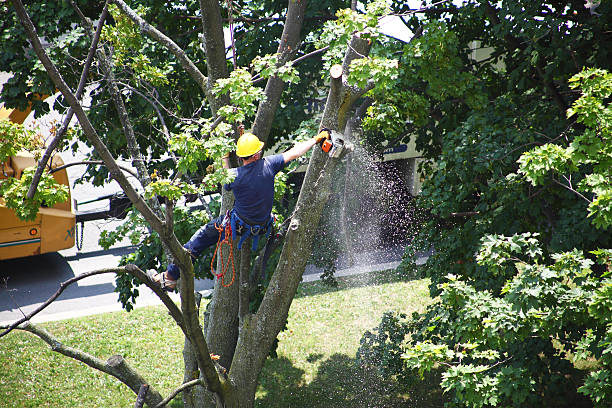 Landscape Design and Installation in Bethesda, MD