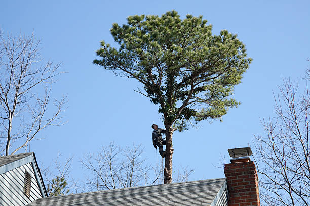 Best Arborist Consultation Services  in Bethesda, MD