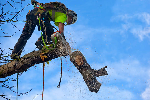 Best Tree Preservation Services  in Bethesda, MD