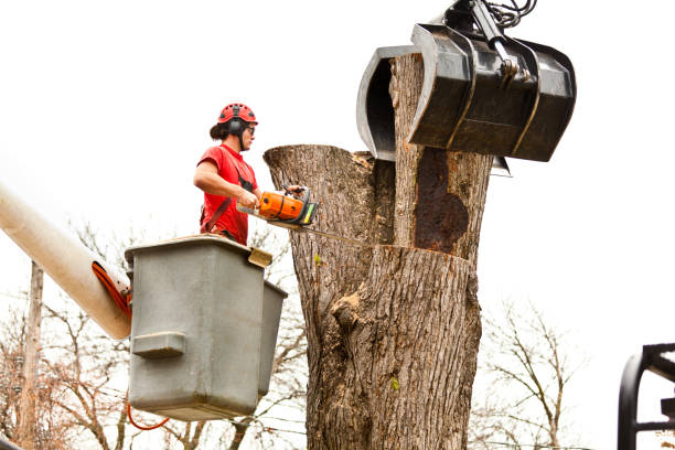 Best Tree Risk Assessment  in Bethesda, MD