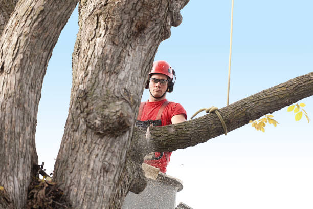 How Our Tree Care Process Works  in  Bethesda, MD
